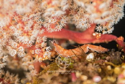 Nudibranch (thuridilla gracilis) on a coral by Arno Enzo 
